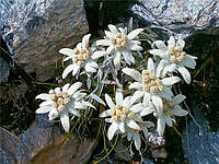 Едельвейс (Leontopodium alpinum)