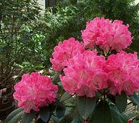 Альпійська троянда (Rhododendron ferrugineum)