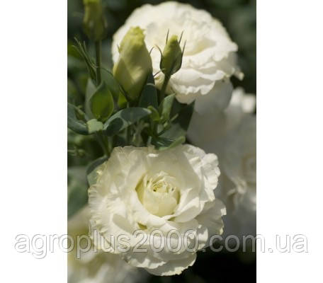 Насіння Еустома (лізіантус) Маріачі F1 Пур Вайт (Pure White) 50 насіння Sakata, фото 1