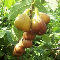 Інжир Далматський