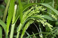 Ультрараннє насіння сорт Біла Альтанка 45-55 днів. Врожайний сорт проса 35-40 ц/га. Крупа 84%. 1 репродукція, фото 2