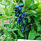 Саджанці жимолості їстівної Чарівниця - середня, урожайна, посухостійка, фото 2