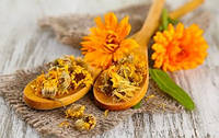 Календула лекарственная (Calendula officinalis)