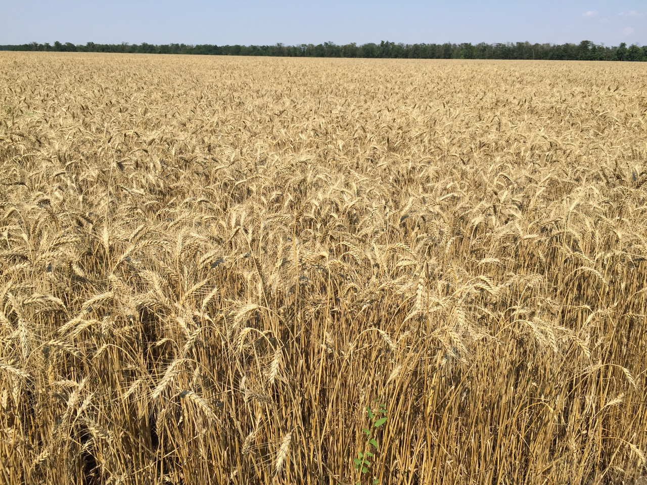 Насіння пшениця озима ЕСТОПАЛІВКА перша репродукція оригінатор ЧСС ОП БОР