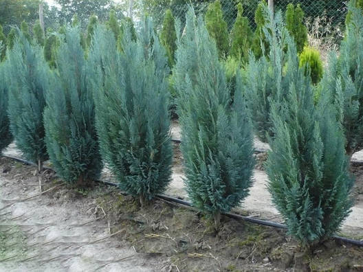 Кипарисовик Лавсона Blom 2 річний, Кипарисовик Лавсона Блом / Блум, Chamaecyparis lawsoniana Blom, фото 1