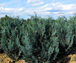 Кипарисовик Лавсона Blom 2 річний, Кипарисовик Лавсона Блом / Блум, Chamaecyparis lawsoniana Blom, фото 5