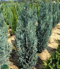 Кипарисовик Лавсона Blom 2 річний, Кипарисовик Лавсона Блом / Блум, Chamaecyparis lawsoniana Blom, фото 4