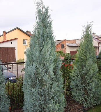 Кипарисовик Лавсона Alumii 2 річний, Кипарисовик Лавсона Алюмінієви, Chamaecyparis lawsoniana Alumii, фото 1