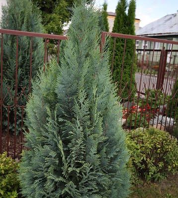 Кипарисовик Лавсона Alumii 2 річний, Кипарисовик Лавсона Алюмінієви, Chamaecyparis lawsoniana Alumii, фото 2