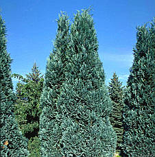 Кипарисовик Лавсона Alumii 2 річний, Кипарисовик Лавсона Алюмінієви, Chamaecyparis lawsoniana Alumii, фото 2