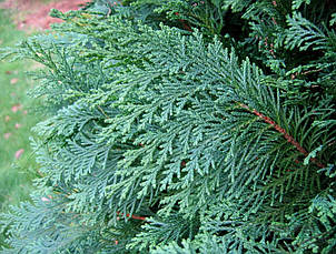 Кипарисовик Лавсона Alumii 2 річний, Кипарисовик Лавсона Алюмінієви, Chamaecyparis lawsoniana Alumii, фото 5