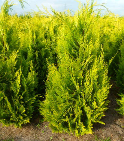 Кипарисовик Лавсона Ivonne 2 річний, Кипарисовик Лавсона Івонне, Chamaecyparis lawsoniana Ivonne, фото 1