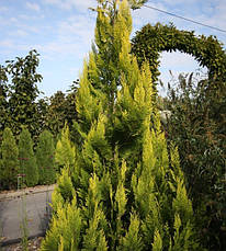 Кипарисовик Лавсона Ivonne 2 річний, Кипарисовик Лавсона Івонне, Chamaecyparis lawsoniana Ivonne, фото 4