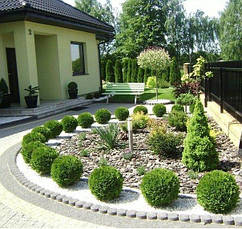 Туя західна Danica 2 річна, Туя західна Даніка, Thuja occidentalis Danica, фото 3