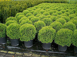 Туя західна Danica 2 річна, Туя західна Даніка, Thuja occidentalis Danica, фото 5
