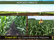 Гібрид кукурудзи Шаролта (Sarolta) - ФАО 290 (2021), фото 3