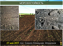 Гібрид кукурудзи Шаролта (Sarolta) - ФАО 290 (2021), фото 2
