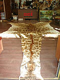 Шкура справжнього африканського жирафа, шкура жирафа на підлогу, фото 4