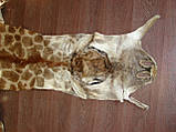 Шкура справжнього африканського жирафа, шкура жирафа на підлогу, фото 5