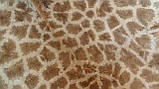 Шкура справжнього африканського жирафа, шкура жирафа на підлогу, фото 6