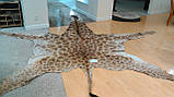 Шкура справжнього африканського жирафа, шкура жирафа на підлогу, фото 7