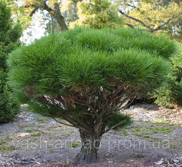 Сосна густобарвна Умбракуліфера (Pinus densiflora Umbraculifera)