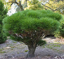 Сосна густобарвна Умбракуліфера (Pinus densiflora Umbraculifera)