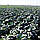 Капуста ЛАГРИМА F1 | LAGRIMA Rijk Zwaan (покращене  насіння), фото 2