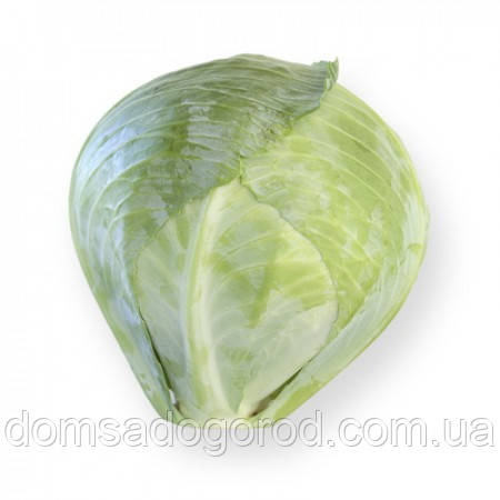 Капуста СТОРЕМА F1 | STOREMA F1 Rijk Zwaan (поліпшені насіння) 2500 шт