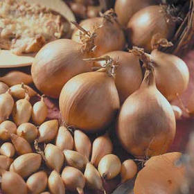 Лук севок Стурон озимий 500 г фракція 8/16 Triumfus Onion Products