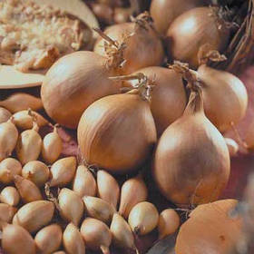 Озима цибуля Стурон 500 г фракція 10/21 Triumfus Onion Products