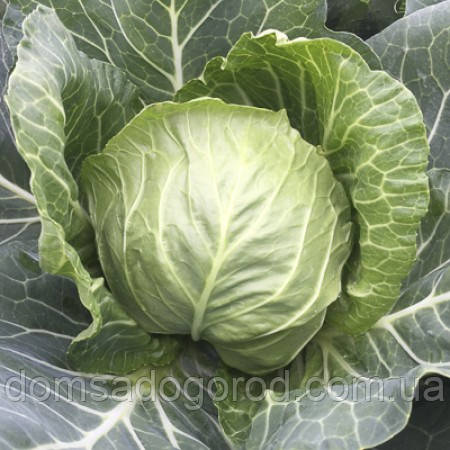 Капуста ЗАРІССІМА F1  |  ZARISSIMA Rijk Zwaan 2500 шт.