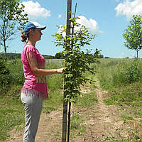 Клен серый, Acer griseum, 180 см