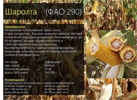 Гібрид кукурудзи Шаролта (Sarolta) - ФАО 290 (2021), фото 2