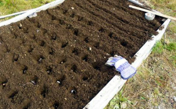 Вирощування часнику бульбочками