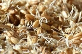 Паростки ячмінні корм, фото 1