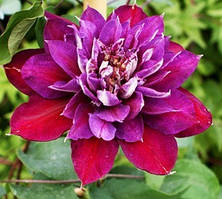 Клематис Temptation (сажниці)