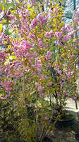 Сакура "Канзан" Prunus serrulata 'Kanzan' C80L h4м