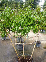 Персик на шпалері Prunus Pesco C30L h1.6-1.8м