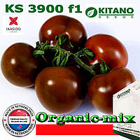 Насіння, томат індетермінантний, коричневий KS 3900 F1, ТМ Kitano Seeds, 250 насіння