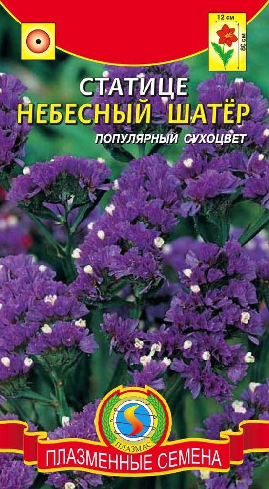 Насіння Статіці Небесний намет.