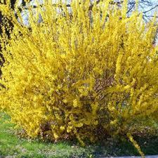 Форзиція корейська Кумсон (Forsythia koreana Kumson) h-30-40 см у контейнері С3