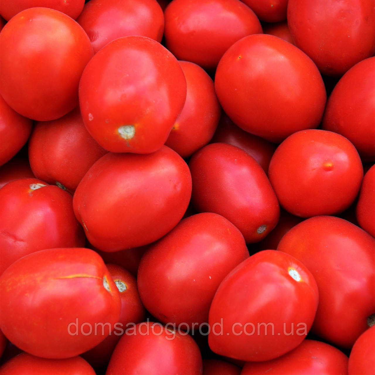 Томат РАПІТ F1 <unk> RAPIT 25000 Seminis
