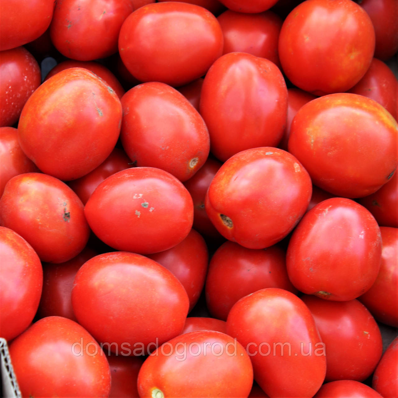 Томат ЯКИ F1 | YAQUI 25000  Seminis