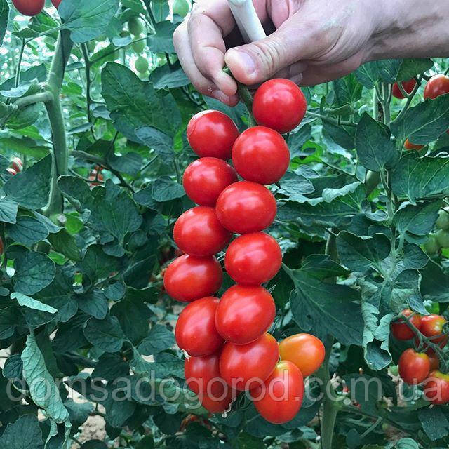 Томат БАГЛІОР F1 <unk> BAGLIOR F1 1000 шт Seminis