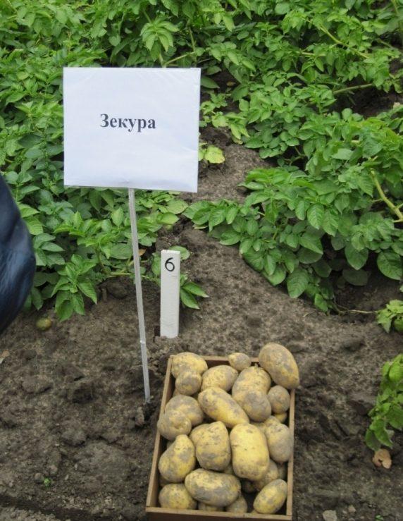 Збір урожаю картоплі Зекура Зекура