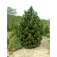 Сосна белокорая Сателит (Pinus leucodermis 'Satellit')