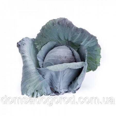 Капуста червоноголова РЕДМА F1  |  REDMA F1 Rijk Zwaan 2500 шт.