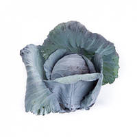 Капуста червоноголова РЕДМА F1  |  REDMA F1 Rijk Zwaan 1000 шт.