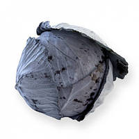 Капута червоноголова РОДИМА F1  |  RODIMA F1 Rijk Zwaan 2500 шт.